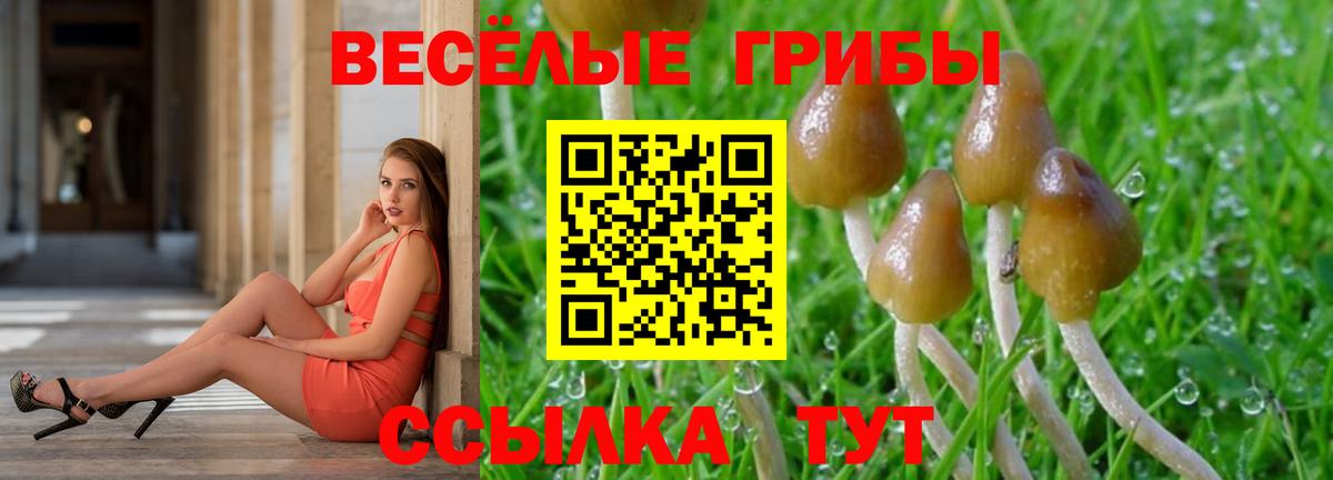 Псилоцибиновые грибы прущие грибы  Псилоцибиновые грибы ЛСД  продажа наркотиков  Вход с VPN  Черняховск 
